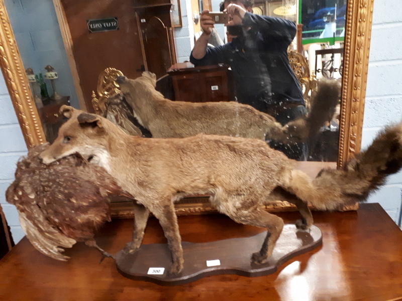 Taxidermy fox and pheasant mounted on a plinth.