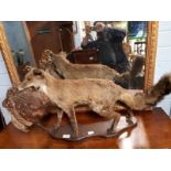 Taxidermy fox and pheasant mounted on a plinth.