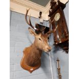 Taxidermy deer head mounted on a plaque.