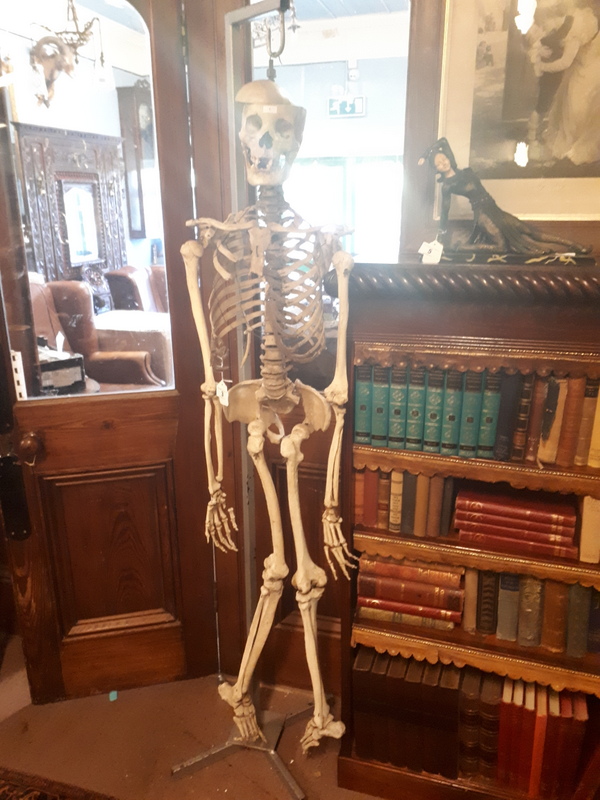 Human skeleton on stand