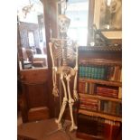 Human skeleton on stand