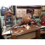 Taxidermy pheasant mounted on a wooden plinth.