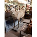 Taxidermy full size doe mounted on a plinth.