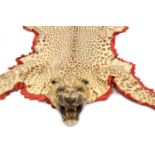 A well mounted leopard’s head and skin rug, the head with glaring glass eyes and bared fangs,