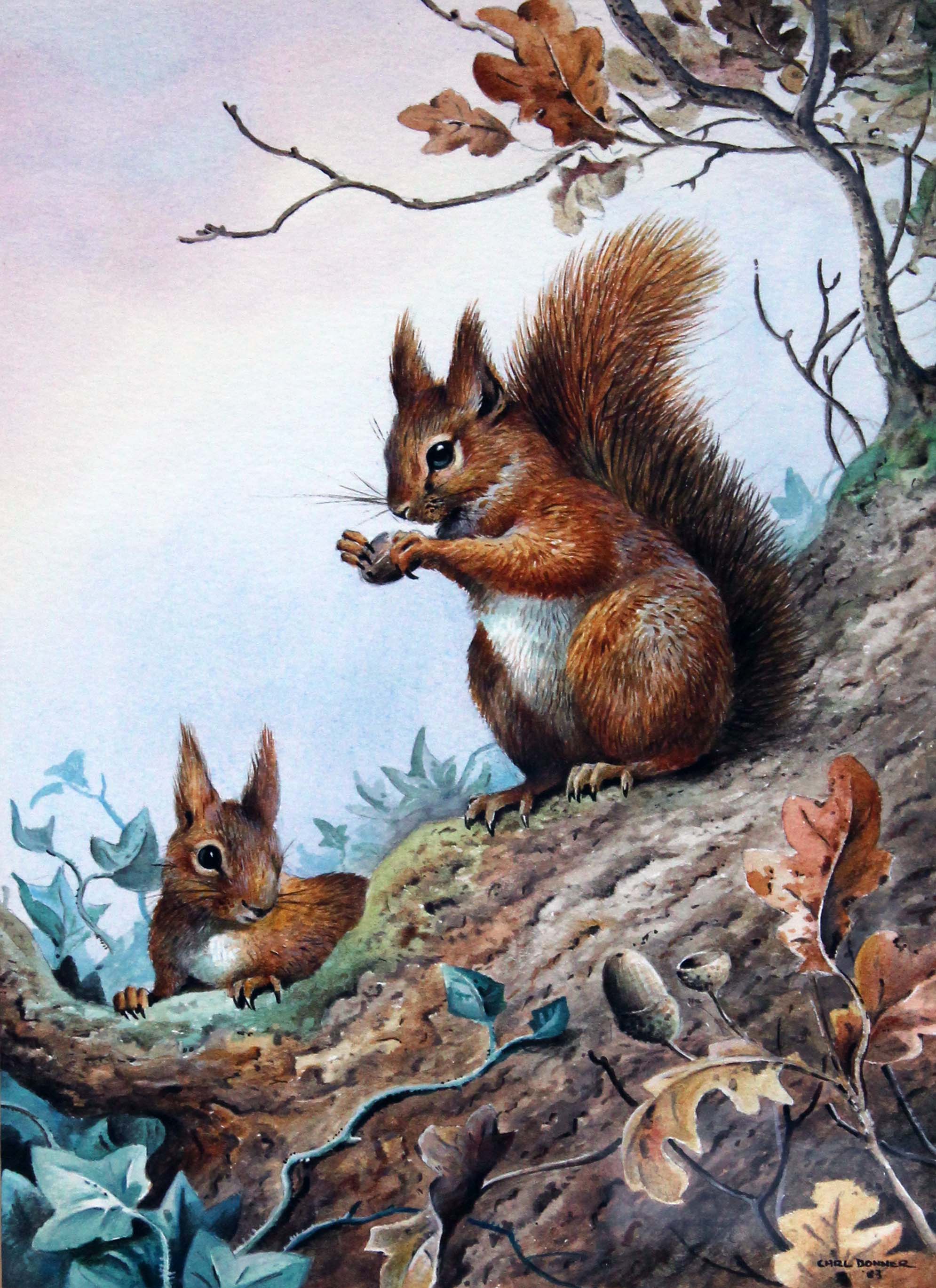 Carl Donner (20th Century), red squirrels eating nuts, watercolour, 20cm x 29cm, signed lower right,