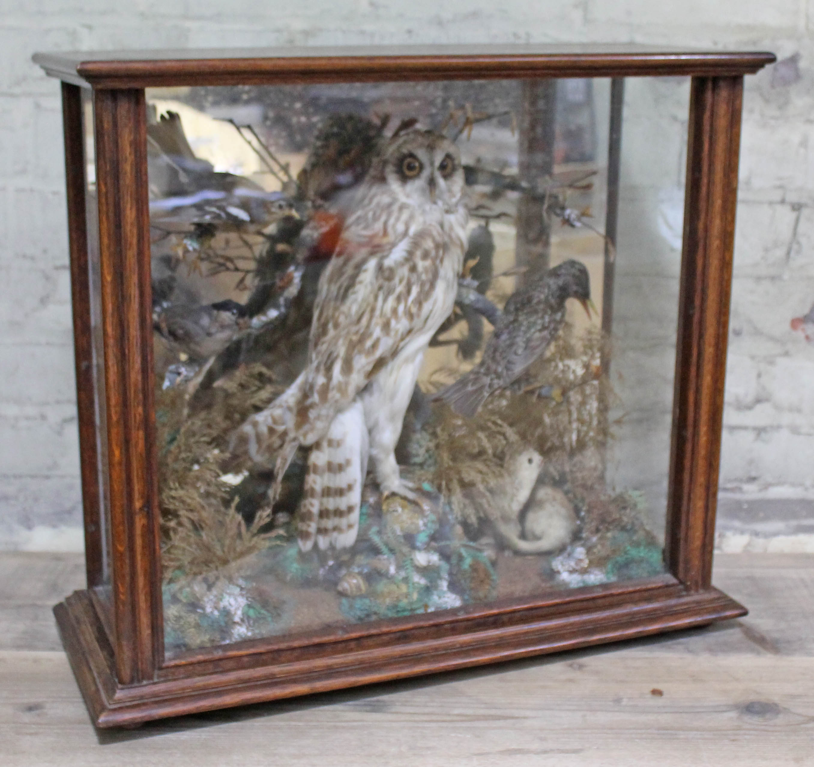 An Edwardian taxidermy oak display case featuring various birds including an owl, width 60cm,