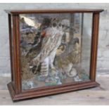 An Edwardian taxidermy oak display case featuring various birds including an owl, width 60cm,