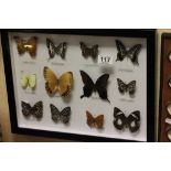 Framed, Glazed and Mounted Set of Twelve Butterflies