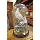 An early 20th century taxidermy of doves, in a glass dome (cracked)