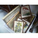 Mixed Lot of Prints including Ornithological