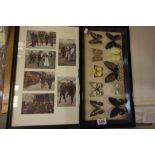 Framed WWI Cards and Framed Taxidermy Butterflies