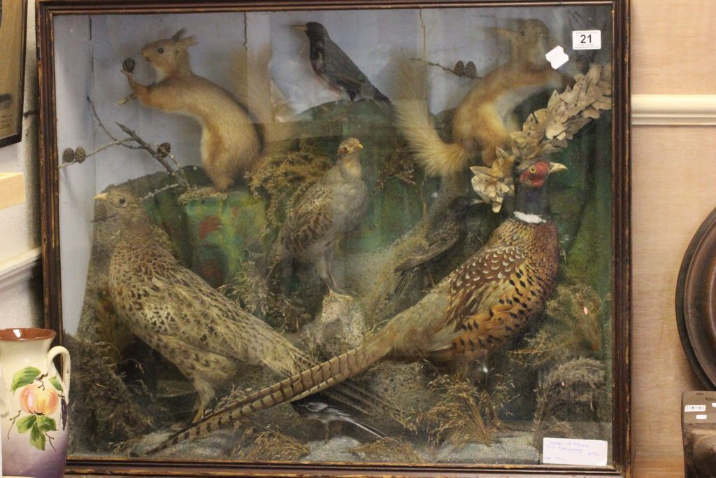 A cased Victorian taxidermy of a male and female pheasants, two red squirrels, two starling and