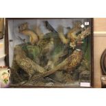 A cased Victorian taxidermy of a male and female pheasants, two red squirrels, two starling and