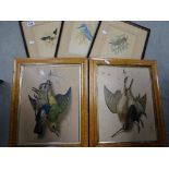 Three Framed and Glazed Richard Sutton Bird Watercolours plus Two Pictures of Hanging Dead Birds