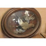 A Victorian taxidermy of a Jay in an oval oak frame