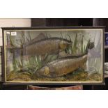 A cased taxidermy of two Common Carp set in a naturalistic setting amongst reed