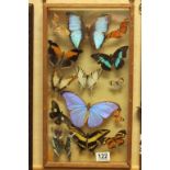 Framed, Glazed & Mounted Fifteen Butterflies