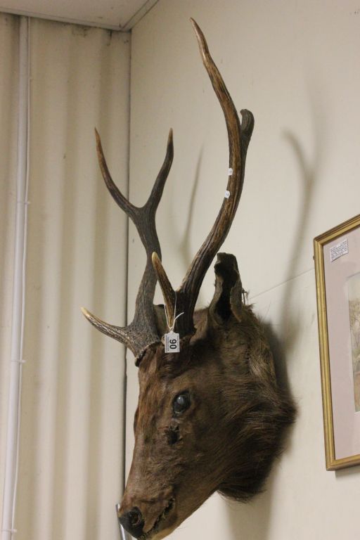 A taxidermy Sambar deer head with glass marbles for eyes