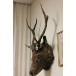 A taxidermy Sambar deer head with glass marbles for eyes