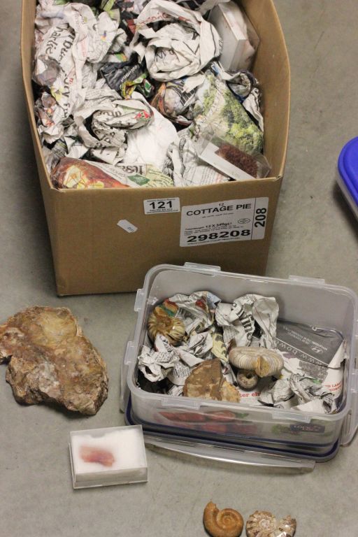 A collection of fossils, polished gemstones and other items