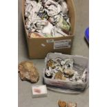 A collection of fossils, polished gemstones and other items