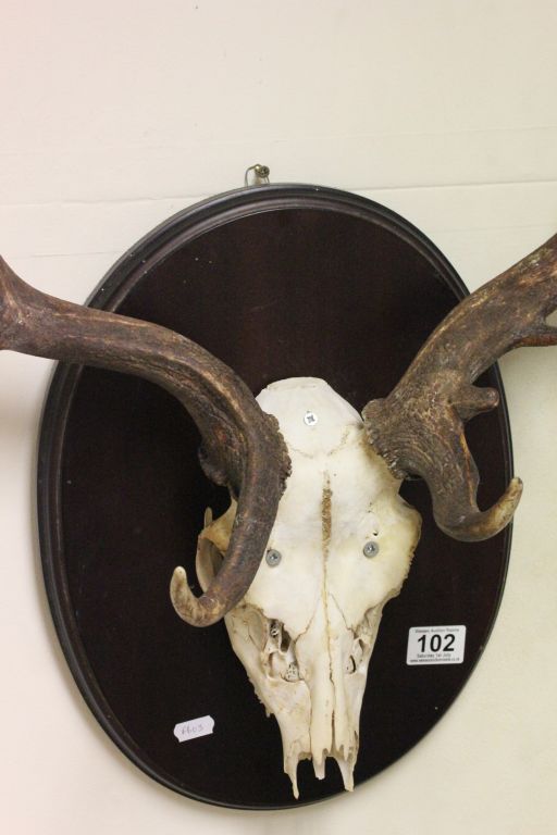 Fallow deer head with antlers on a mahogany plaque - Image 2 of 2