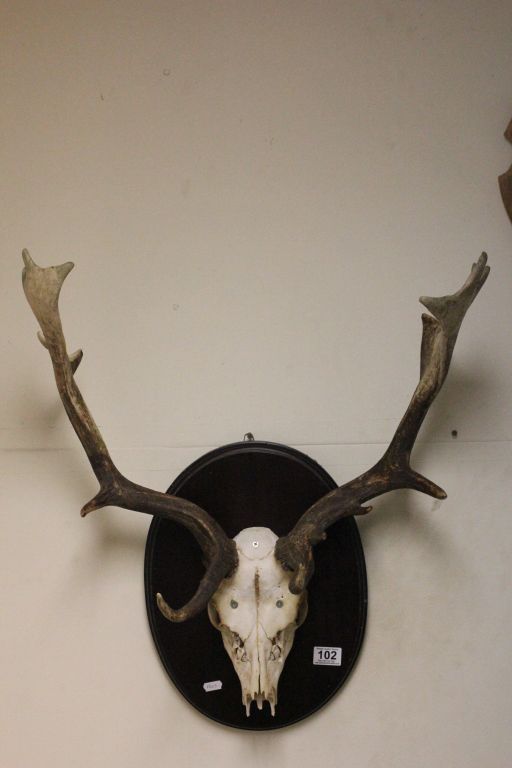 Fallow deer head with antlers on a mahogany plaque