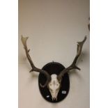 Fallow deer head with antlers on a mahogany plaque