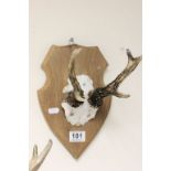 Roe buck deer antlers on an oak shield