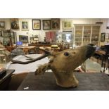 A taxidermy head of a spotted deer