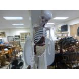 A model of a skeleton on a stand.
