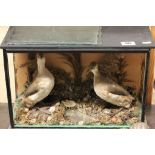 Taxidermy - a cased pair of Grebe's