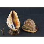 Conch Shell Lamp carved with Cherubs in and around a Tree together with a plain Conch Shell