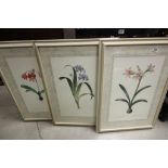 Three Large Botanical Prints Amaryllis, Iris and Lily, all framed and glazed, 61cm x 83cm