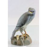 Spode Circus Pygargus model of Male Montagu's Harrier