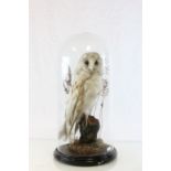 Taxidermy Barn Owl in Naturalistic Setting contained in a Glass Dome