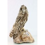 Early 20th century Taxidermy Short Earred Owl mounted on a Log