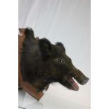 Taxidermy Boars head on a wooden shield