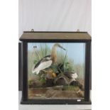 Taxidermy - cased pair of Mangrove herons in a Naturalistic setting