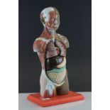 Educational Centre Human Torso with Skin model