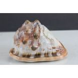 Conch shell engraved cameo lady