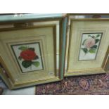 Pair of Botanical Prints of Camellias contained in Green, Gilt and Mirrored Frames