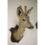 Taxidermy Roe Deer mounted on Wooden Plinth
