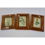 Three Small 19th century Botanical Prints in Maple Frames