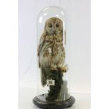 Taxidermy Owl with glass dome and wooden base