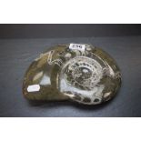 Large polished Ammonite Fossil
