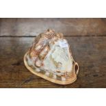 Conch shell engraved cameo lady