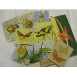 Eight unframed studies of butterflies’ frog etc 4” x 6” average