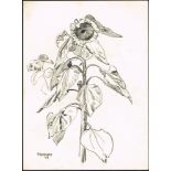 Patrick Leonard HRHA (1918-2005) SKETCHES, FLOWERS AND SHELLS (SET OF FOUR) charcoal; (3) conté; (