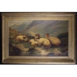 A Large 19th Century Oil on Canvas: Highland Sheep, 30 ins x 50 ins (76 cm x 127 cms),
